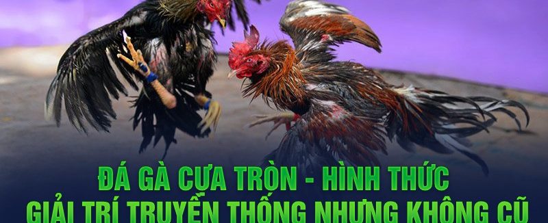 Đá gà cựa tròn – hình thức giải trí truyền thống nhưng không cũ