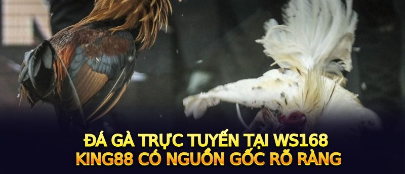 Đá gà trực tuyến tại WS168 King88 có nguồn gốc rõ ràng