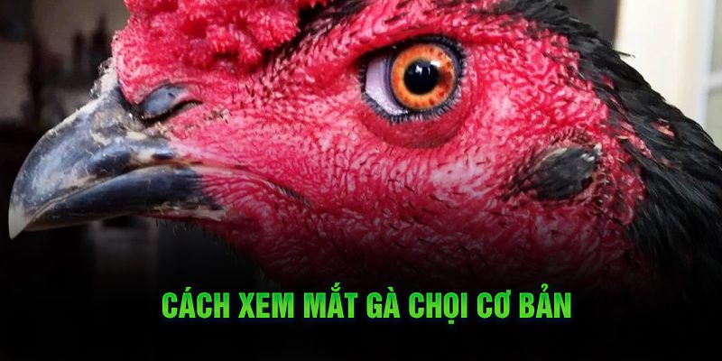 Cách Xem Mắt Gà Chọi Hay, Chuẩn Cho Các Trận Chiến Khốc Liệt