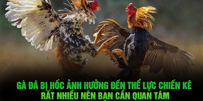 Cách Nuôi Gà Đá Không Bị Hốc Theo Chuẩn Chuyên Gia King88