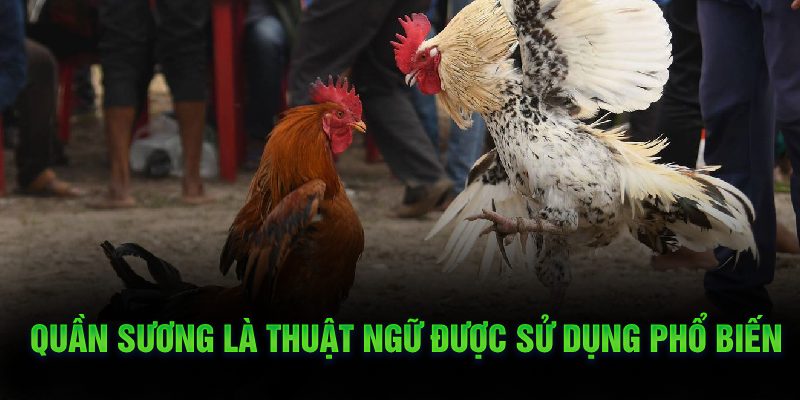 Thuật Ngữ Trong Đá Gà – Từ Ngữ Chuyên Dùng Trong Đá Gà